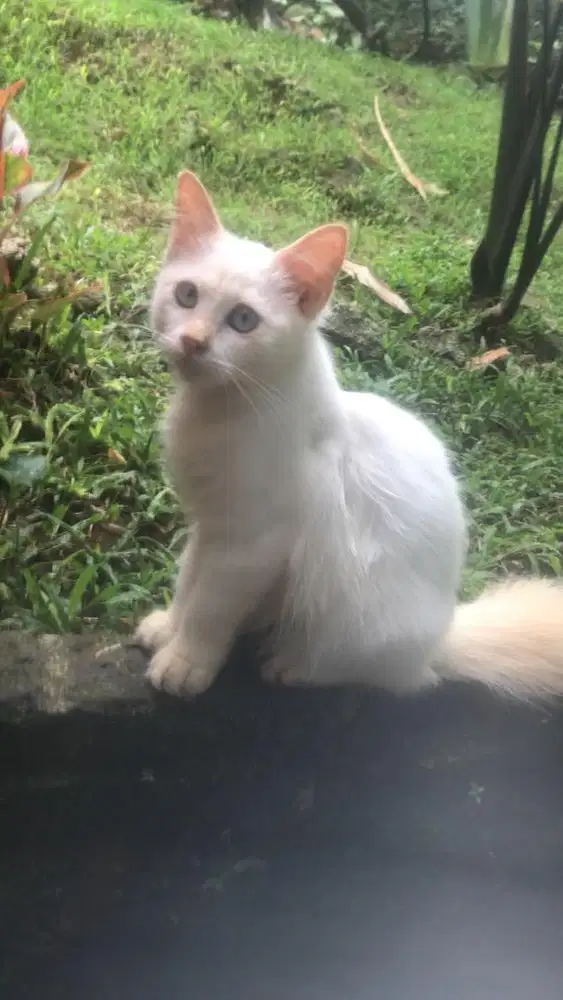 Kucing mix ragdoll midoll jantan