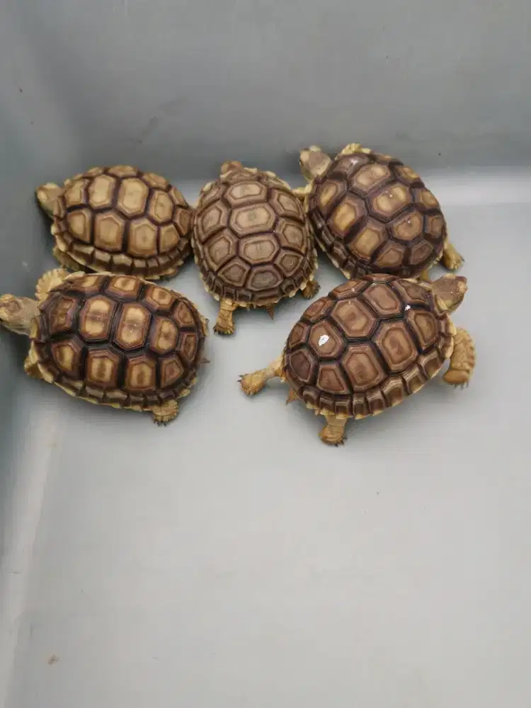 Sulcata size 8cm