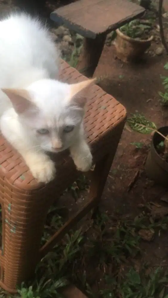 Kucing mix ragdoll midoll jantan