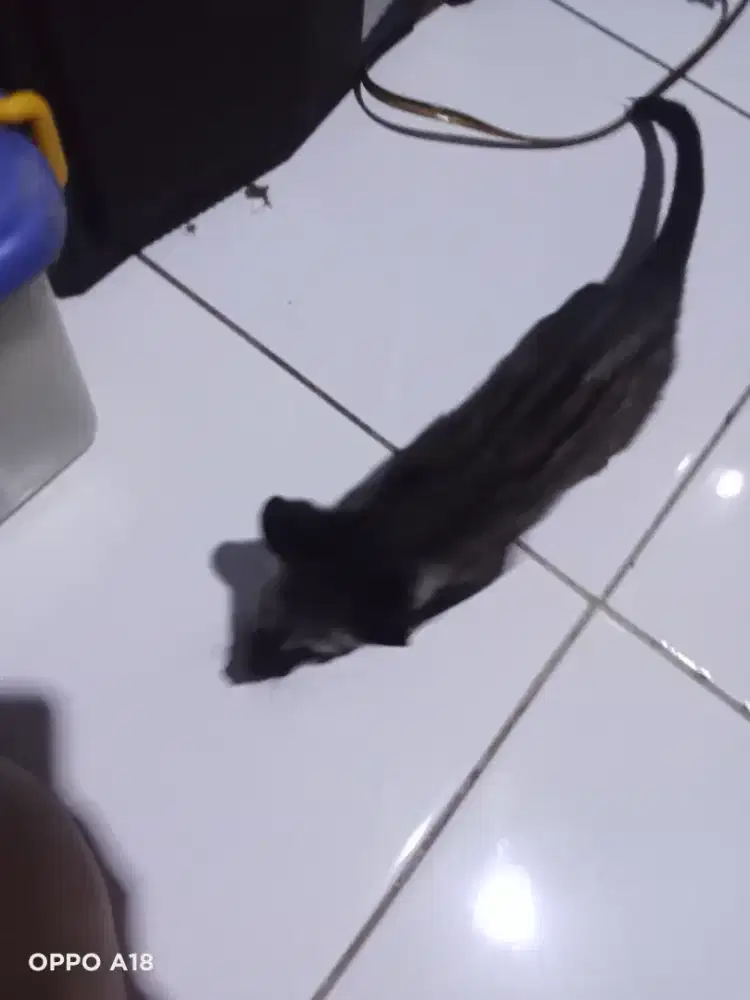 Jual anakan musang pandan.