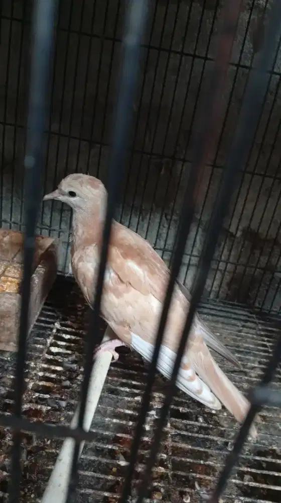 Sepasang Puter Tangerin umur muda (Baca Deskripsi Iklan)