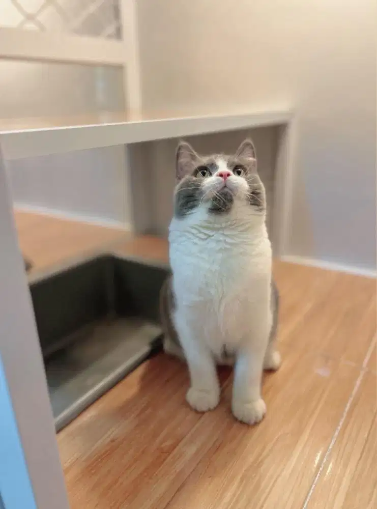 BSH British Sorthair Bicolur Jantan 6Bln