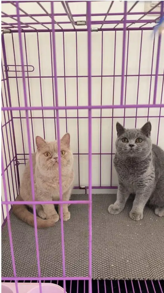 Kitten british short hair