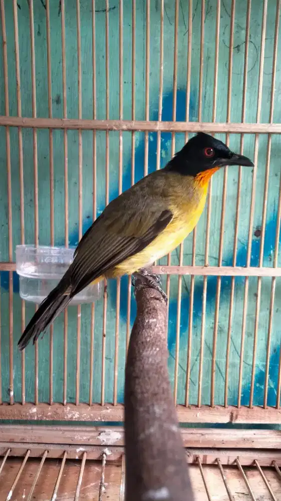 Kutilang Emas Jantan Mata Merah Mulus Rajin Bunyi Isian Banyak