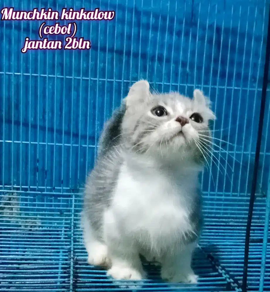 MUNCHKIN KINKALOW JANTAN