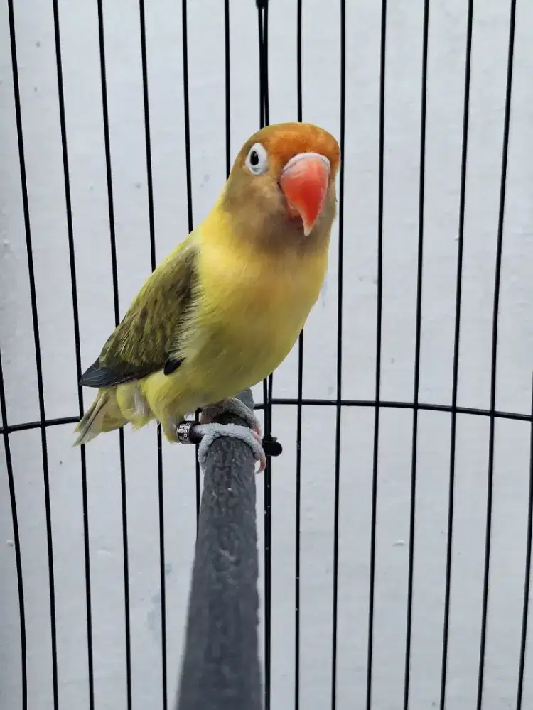 Lovebird bio pb ewing betina