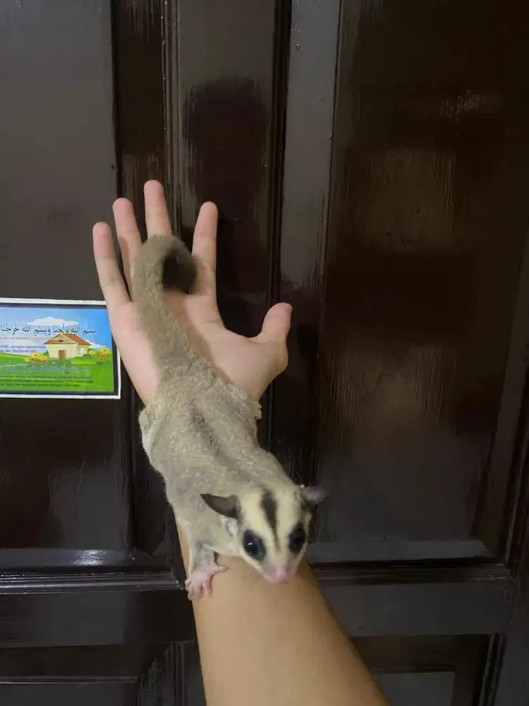 sugar glider platinum