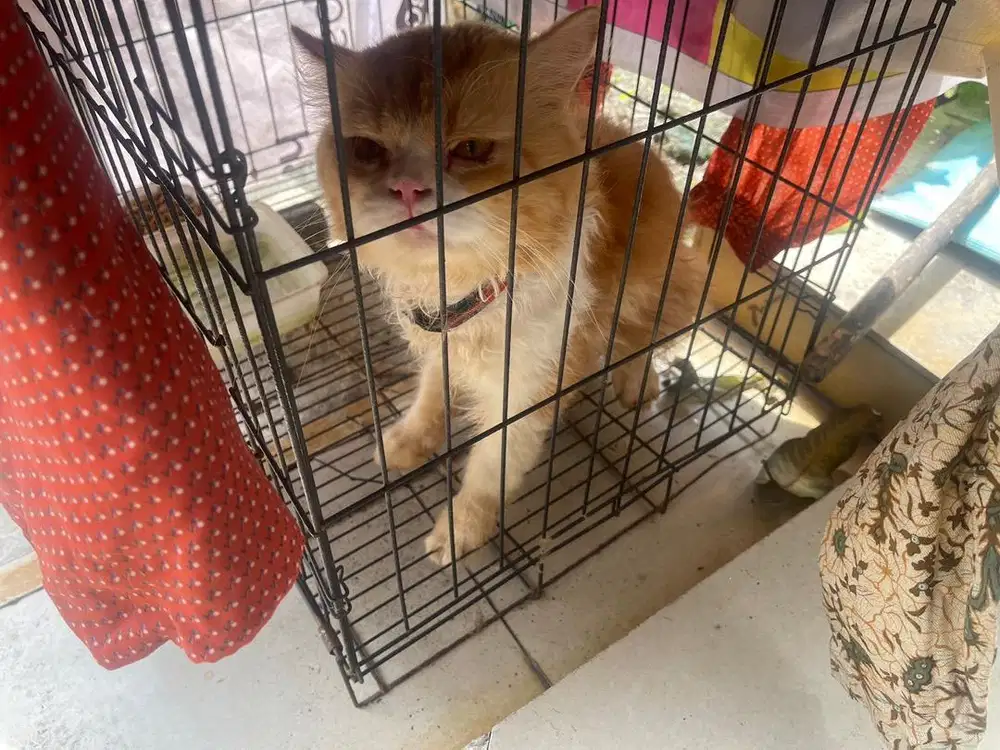 Kucing Persia Bigbone