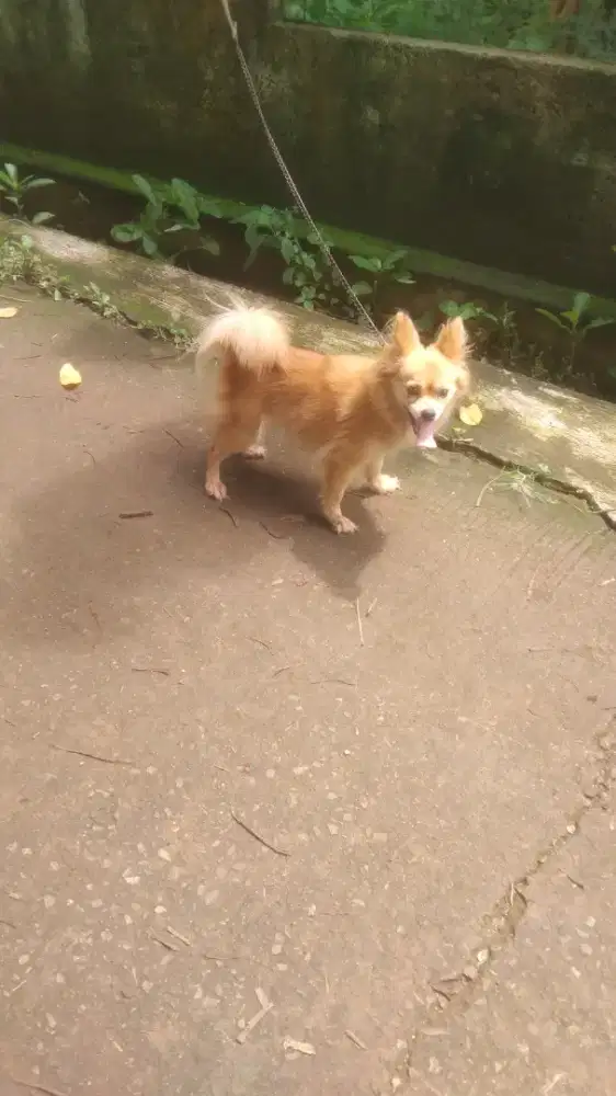 minipom jantan 1 tahun