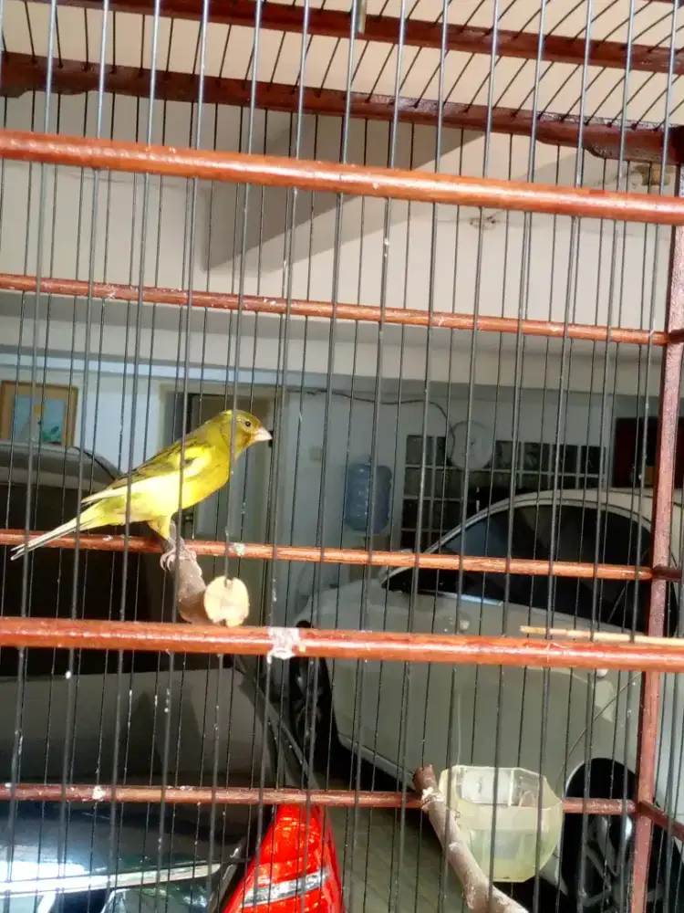 Kenari rajin +Lovebird blu mangsi