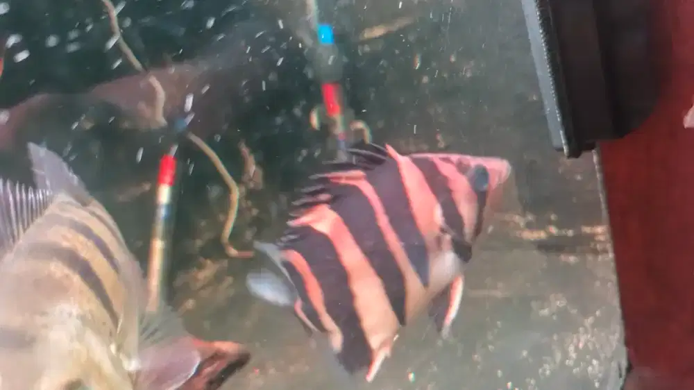 Dijual ikan Datz 14-15 cm