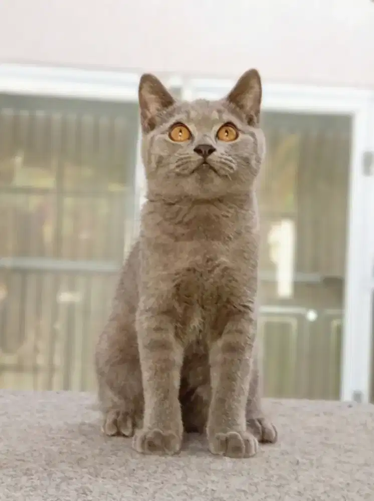 British Shorthair jantan