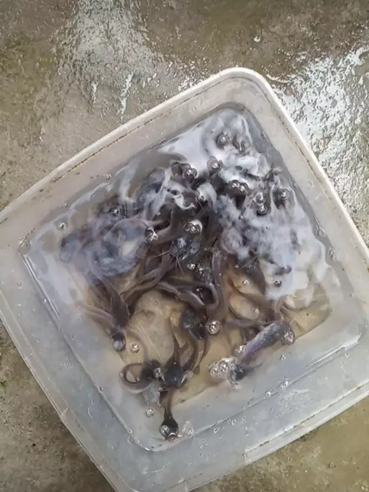 Bibit lele 7-8 cm ( 60 ekor)