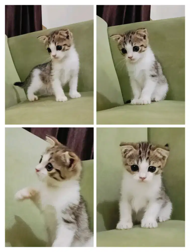 Lepas Adopt Scottish fold lucu