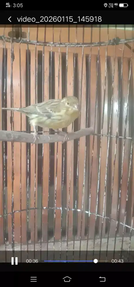 burung kenari F1 jantan