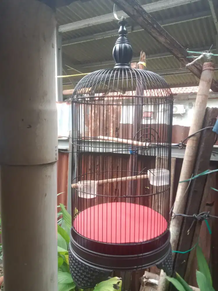 Kandang lovebird/kenari