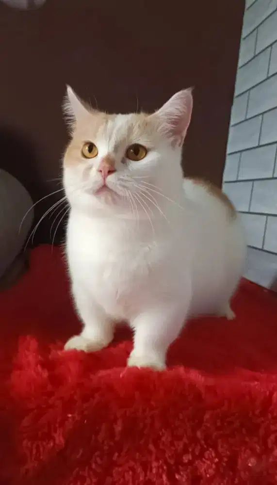 Kuncing munchkin bsh jantan