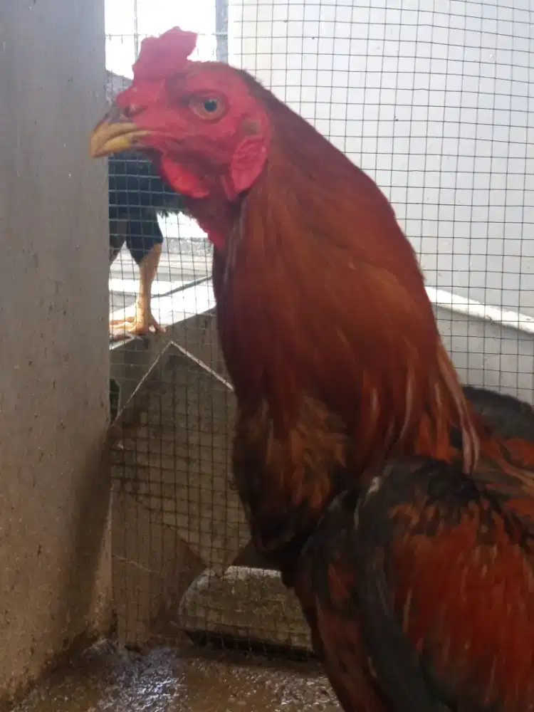 Ayam BK body Big tegap leher panjang