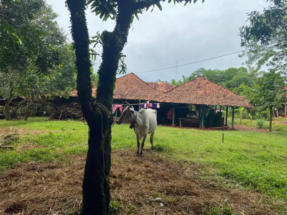 Jual Tanah Kampung Campaka Purwakarta Lt 717 m2