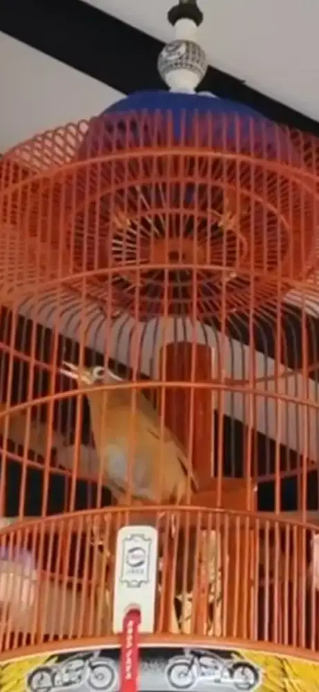 Wambi gacor door tanpa di cas betina