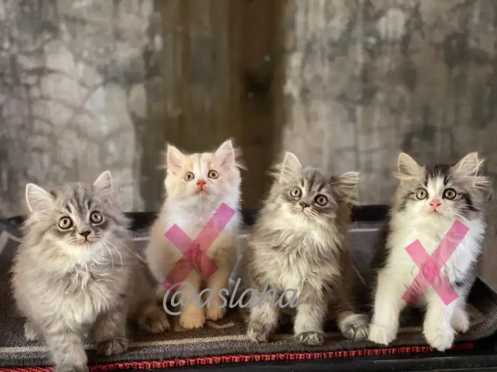 Anak kucing anggora/kitten.persia jantan/kucing persia jantan