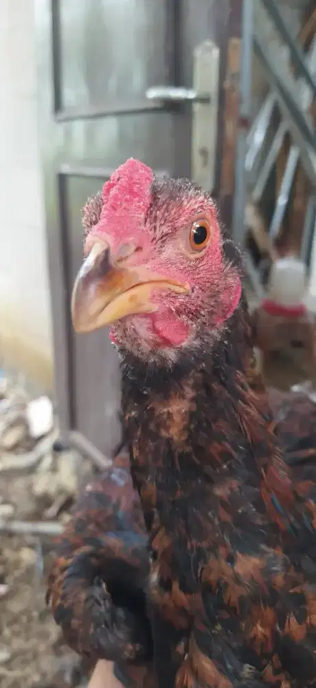 Ayam bangkok usia 4 bulan