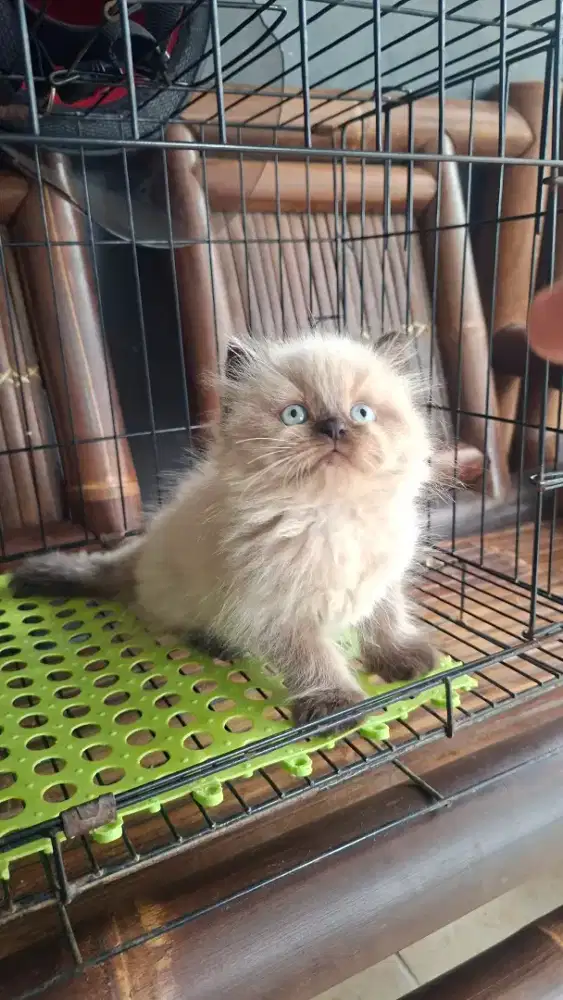 Anak kucing himalya /kitten himalya flatnose /kucing himalaya  cemong