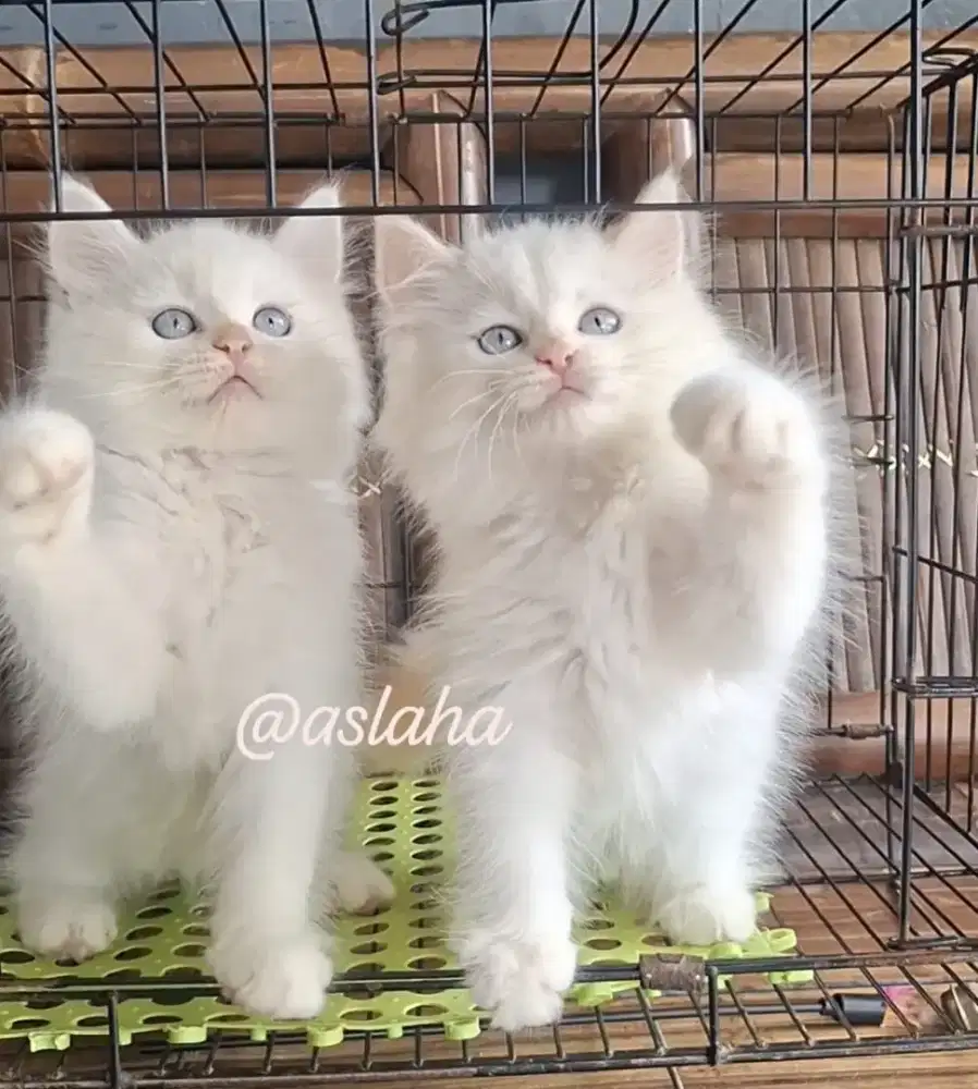 kucing anggora/ kitten himalaya betina/kucing persia betina