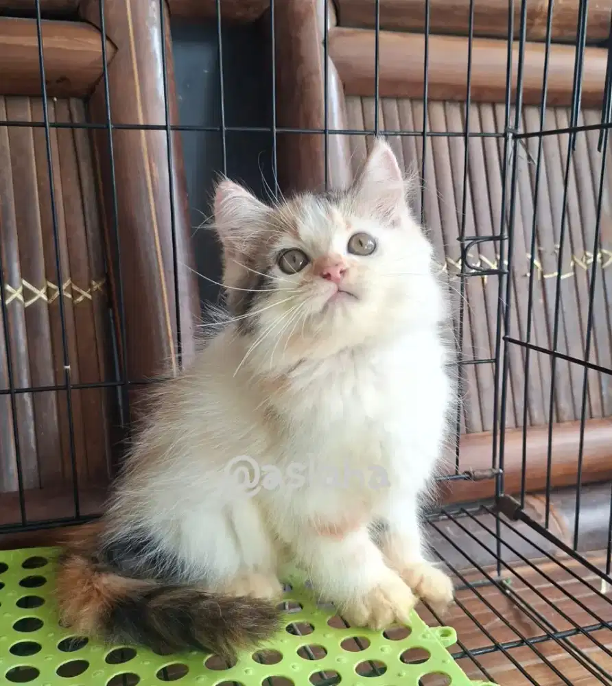 Anak kucing anggora/kitten persia betina/kucing persia betina