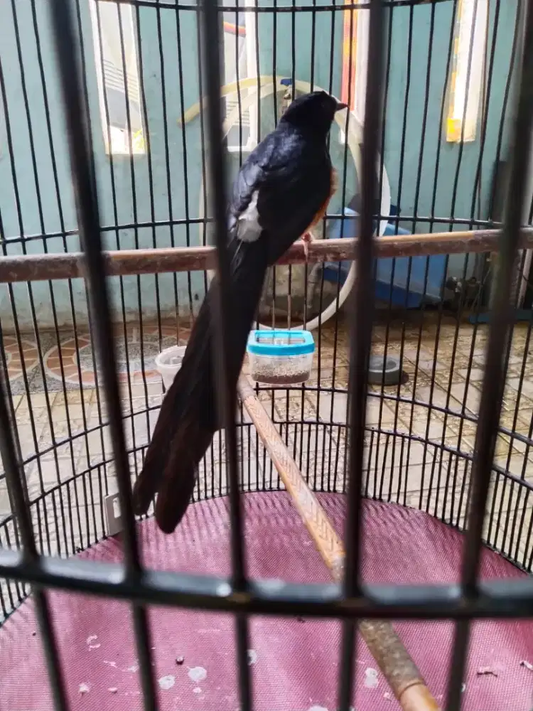 Murai bahorok ekor panjang prestasian..