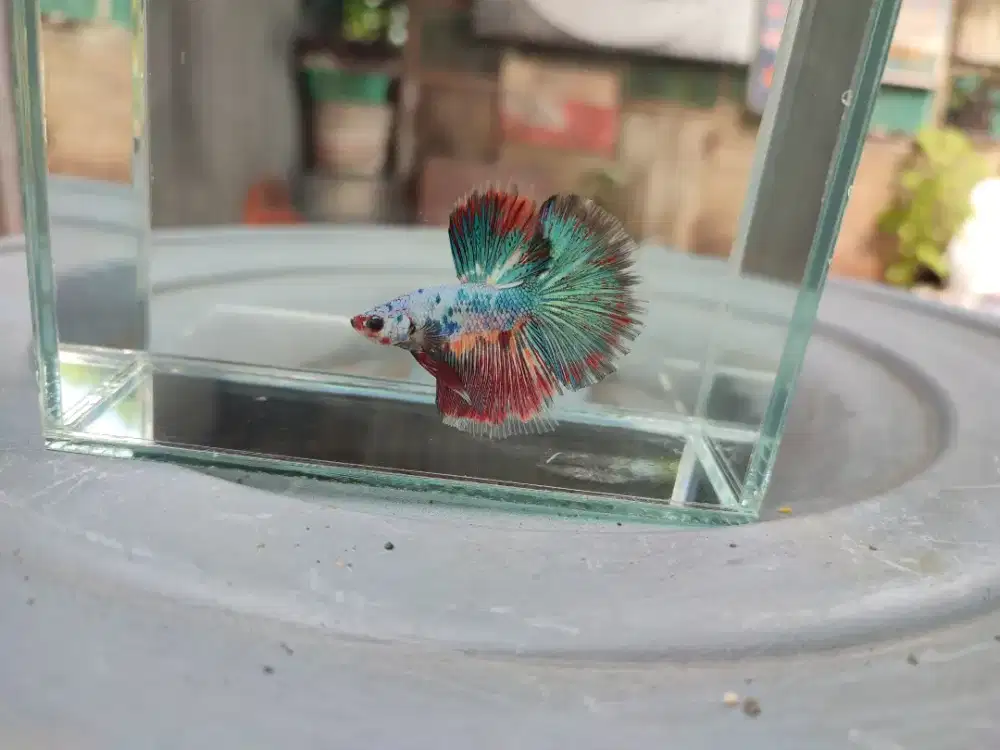 Ikan cupang halfmoon fancy