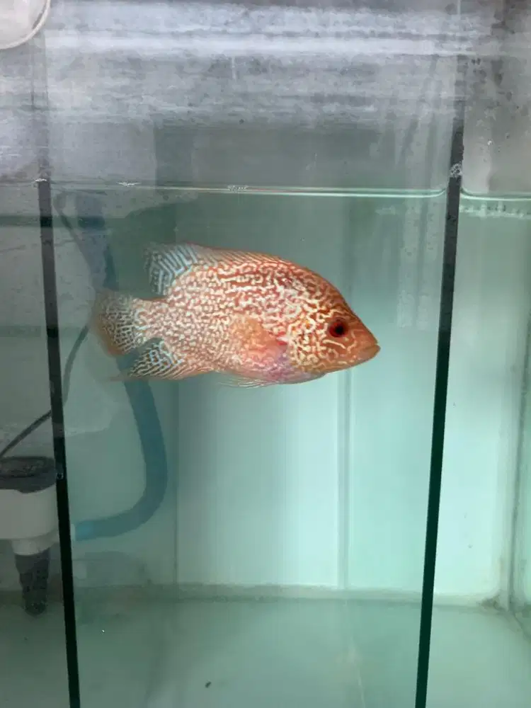 FEMALE CENCU GB ukuran 9cm .. SUDAH NELUR