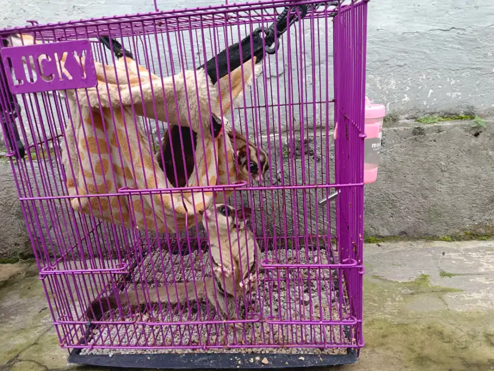 Sugar glider sepasang full set