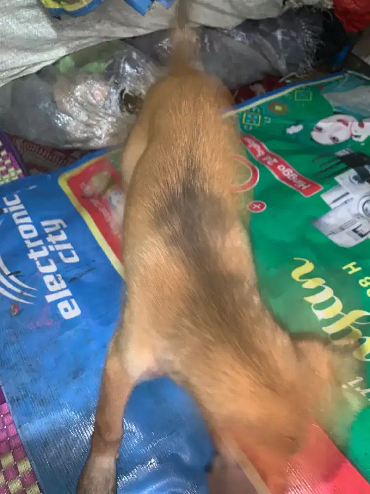 DI JUAL ANAK ANJING KINTAMANI