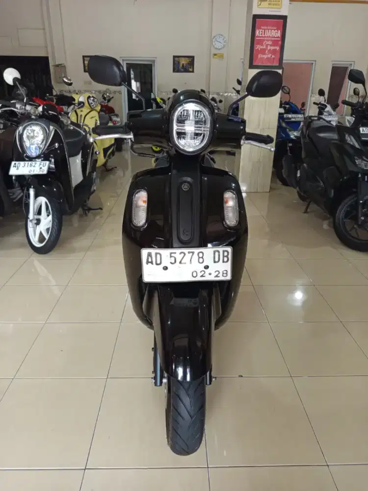 Fazzio istimewa murah