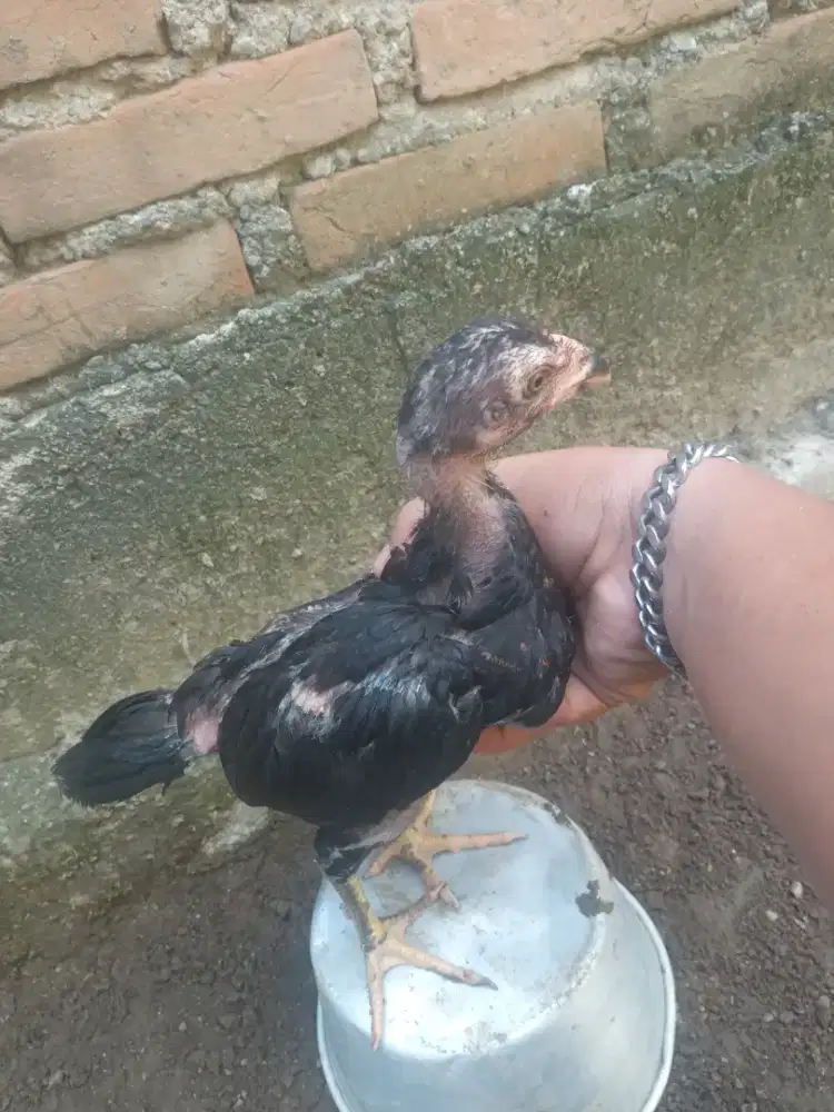 Jual ankkanayam bngkok khoytrad pukul oke.