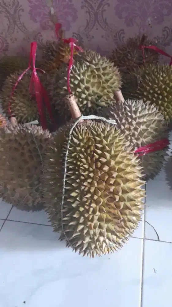 Jual durian wonosalam