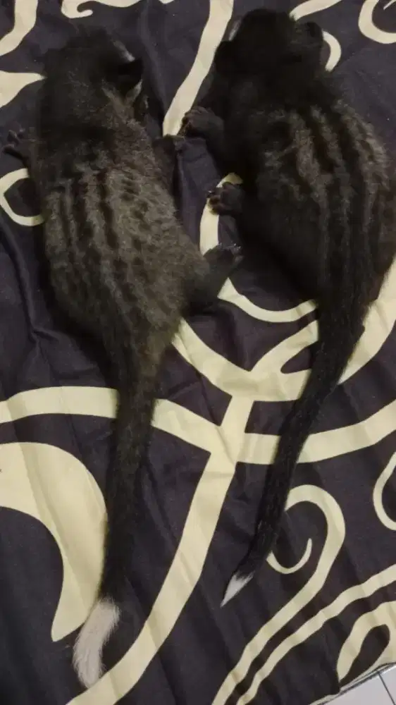 Baby Musang pandan ekor putih