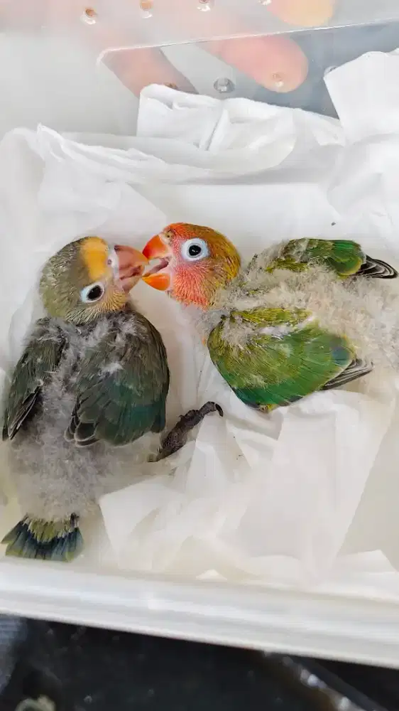 Lolohan  Lovebird cantik