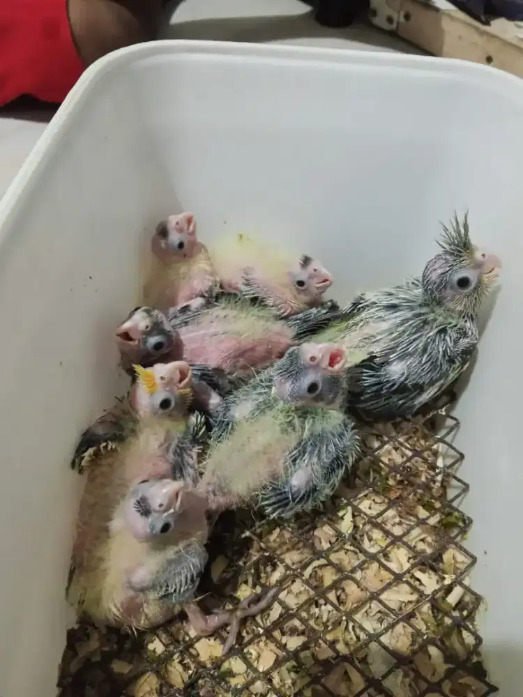 Jual anakan/lolohan parkit Australia/falk