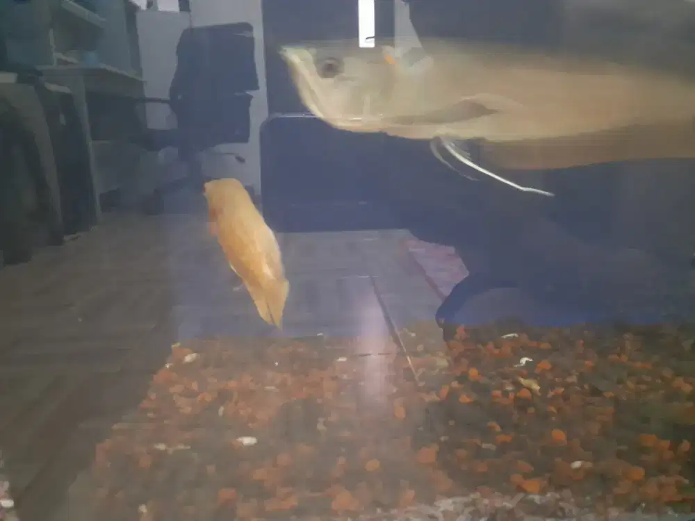 Jual karna mau pindah jauh