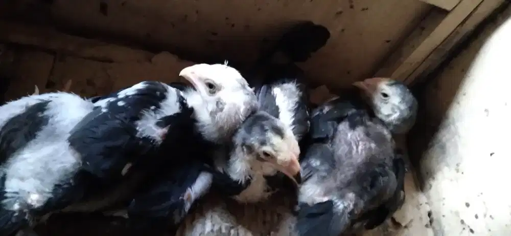 Pitik bangkok klasik