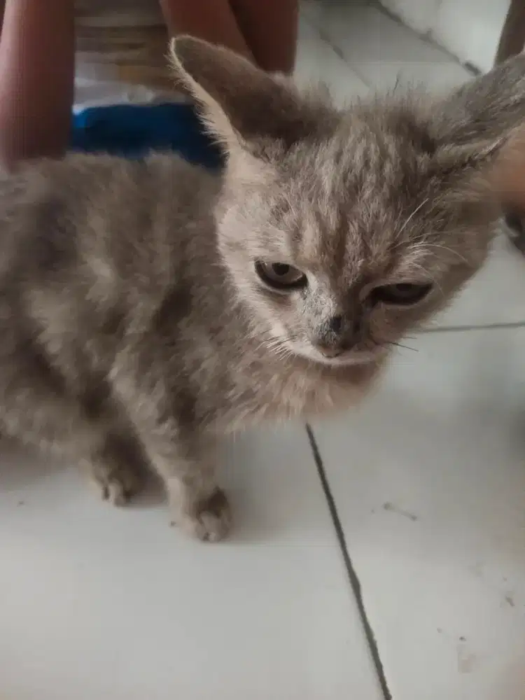 Kucing persia br 6 bln