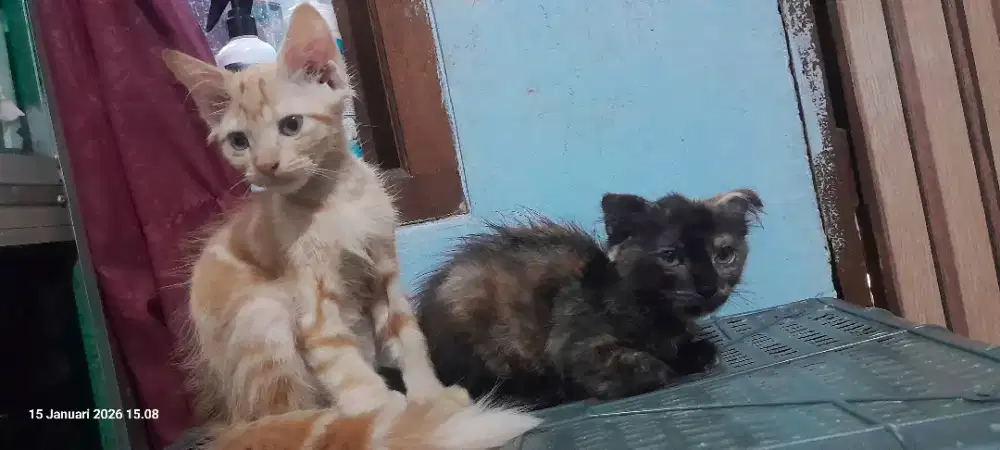 Kucing kitten Maincoon mix Scottish Fold