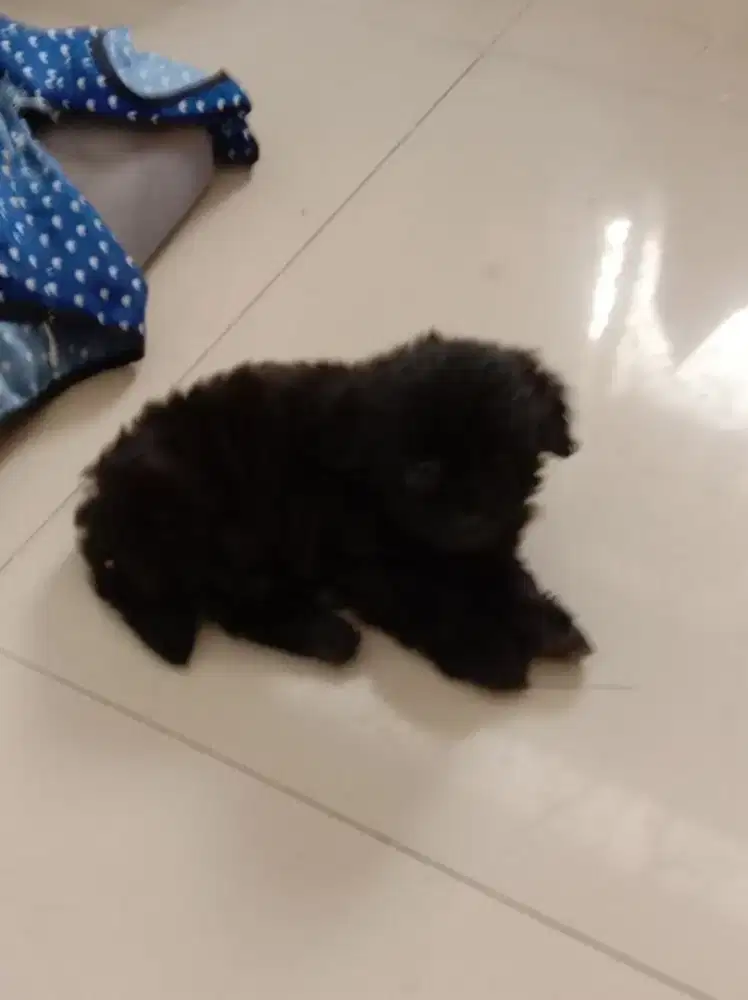 Anak anjing SHIPO Black Nett