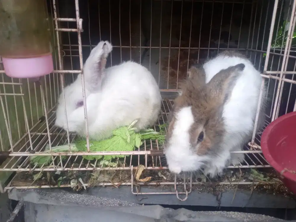 Kelinci Anggora dan Lokal