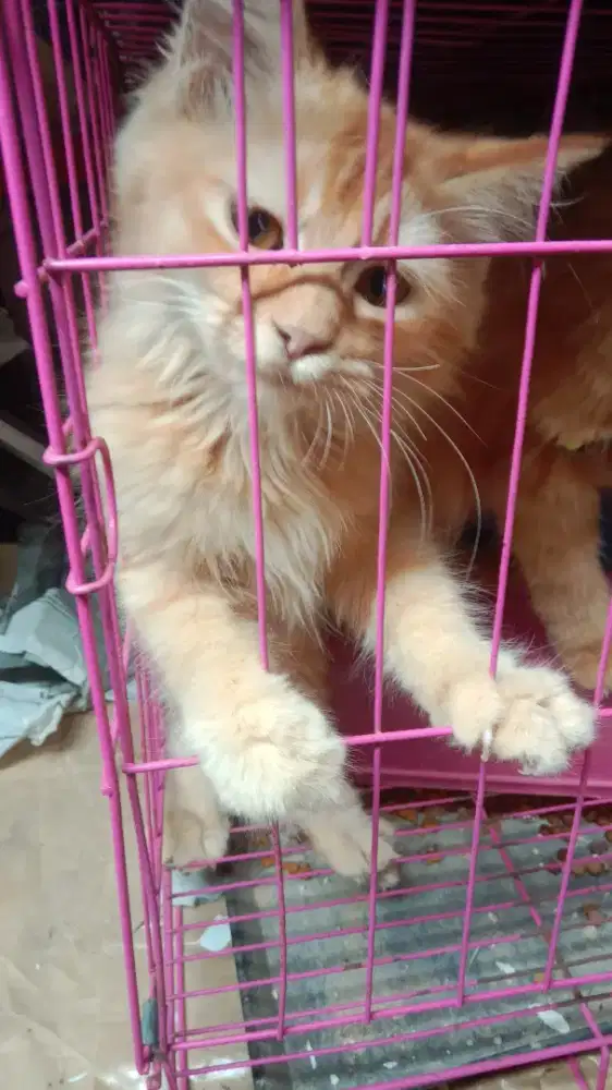 Jual kucing Persia