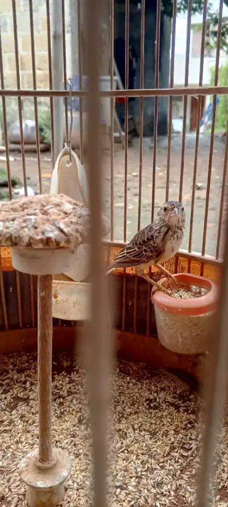 Burung beranjangan parva gacor ngeplong tiap hari