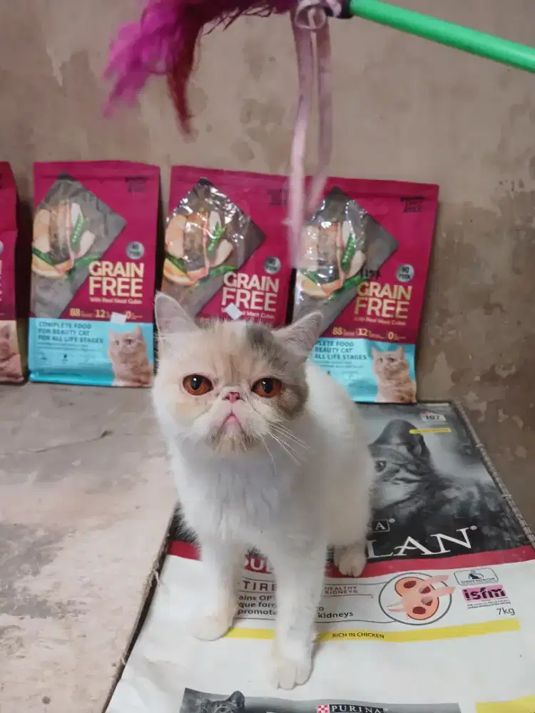 Persian Callico Exotic