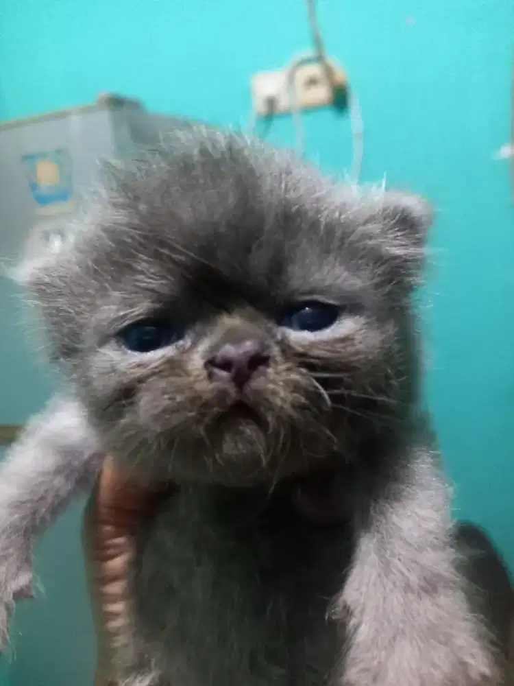 Adopsi kucing persia peaknose